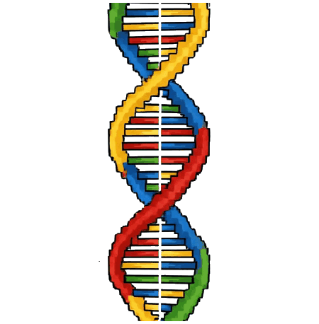 DNA double helix animation